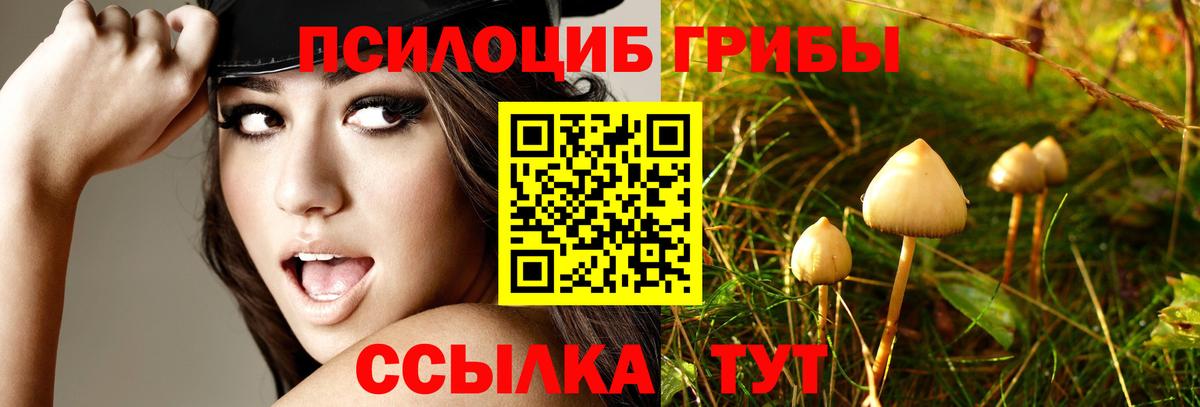 Псилоцибиновые грибы Psilocybine cubensis Новочебоксарск